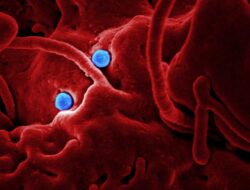 Coronavirus disease (COVID-2019) R&D