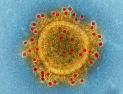 Why You Must Experience Caronavairus At Least Once In Your Lifetime.