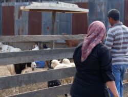 Leni Angriani Minta Pemkab Kutim Maksimalkan Potensi Sektor Peternakan