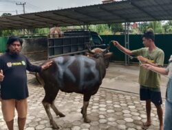 Lazismu Kutim Terima 1 Ekor Sapi Kurban Dari Wabup-BSI 2 Ekor Kambing