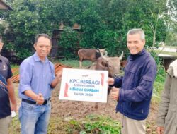 PT KPC Salurkan 59 Ekor Sapi Kurban Jelang Idul Adha 1445 H