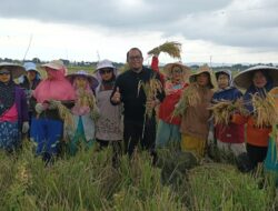 Kasmidi Bulang Hadiri Panen Raya Petani Sangatta Selatan