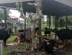 Pastikan Daging Aman Dikonsumsi Saat Lebaran, Distanak Kukar Periksa Sampel Darah Sapi