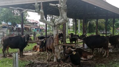 Pastikan Daging Aman Dikonsumsi Saat Lebaran, Distanak Kukar Periksa Sampel Darah Sapi