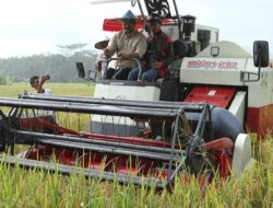 Bupati Instruksikan Kadistanak Kukar Kembangkan Padi Metik Susu Wangi
