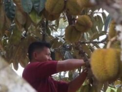Desa Wisata Benua Elai, Tawarkan Wisata Sambil Makan Buah Elai