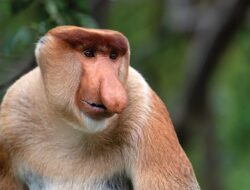 Pokdarwis SHL Samboja Jaga Habitat Bekantan