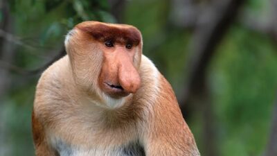 Pokdarwis SHL Samboja Jaga Habitat Bekantan