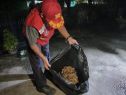Warga di Sangatta Utara Risau Sarang Tawon Dekat Rumah, Damkar Turun Tangan