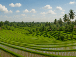 Alih Fungsi Lahan Hambat Ambisi Lumbung Pangan Kaltim